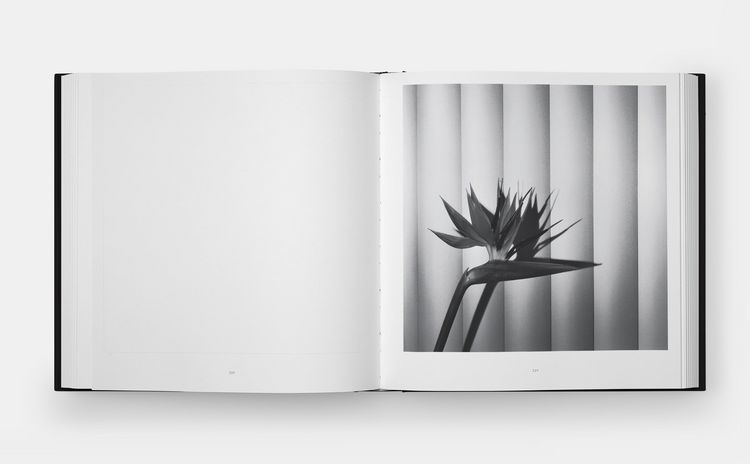 Produktbild: Mapplethorpe Flora: The Complete Flowers (2024)
