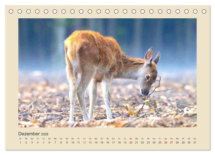 Produktbild: Tiere im Wald. Bezaubernde Begegnungen (Tischkalender 2026 DIN A5 quer), CALVENDO Monatskalender