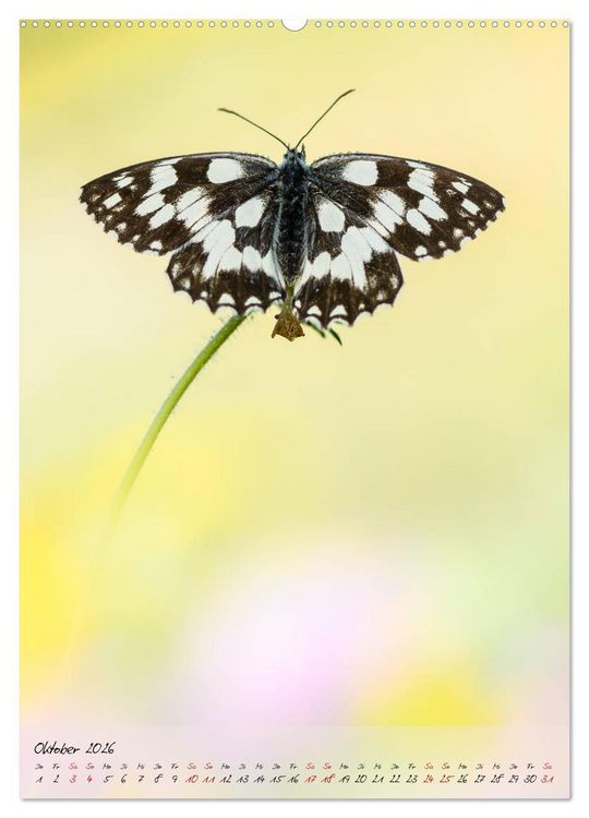 Produktbild: Kunterbuntes Gartenleben - Schmetterlinge in G&auml;rten und Parks (hochwertiger Premium Wandkalender 2026 DIN A2 hoch), Kunstdruck in Hochglanz