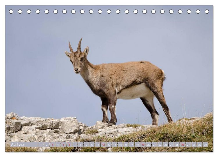 Produktbild: Steinwild am Pilatus (Tischkalender 2026 DIN A5 quer), CALVENDO Monatskalender