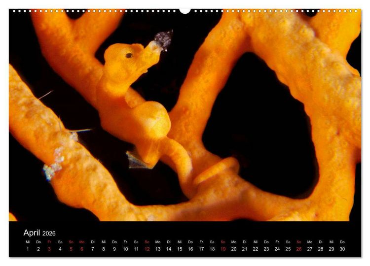 Produktbild: Faszinierendes Leben unter Wasser (Wandkalender 2026 DIN A2 quer), CALVENDO Monatskalender