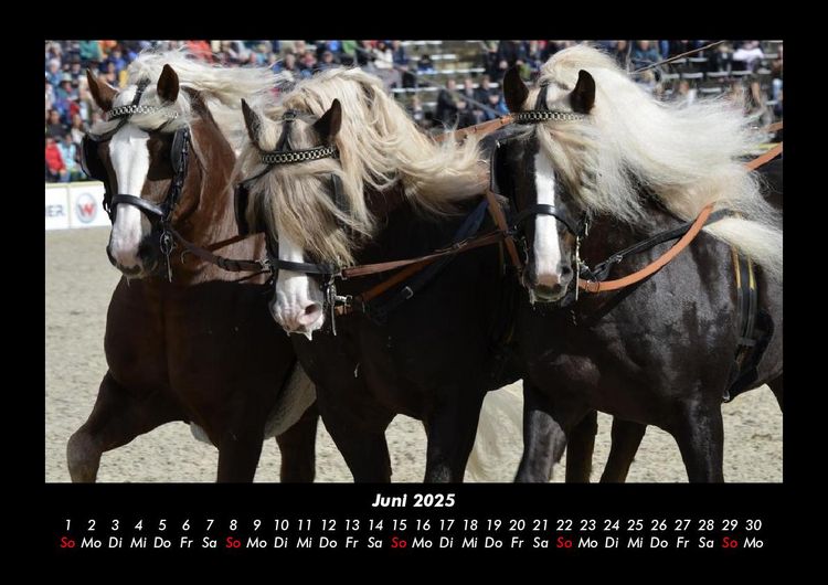 Produktbild: Die Welt der Pferde 2025 Fotokalender DIN A3