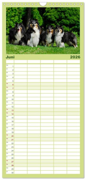 Produktbild: Familienplaner 2026 - Sheltie 2026 mit 5 Spalten (Wandkalender, 21 x 45 cm) CALVENDO