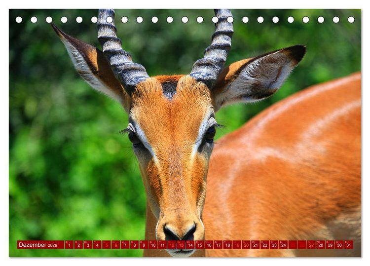 Produktbild: Botswana- Pirschfahrt mit Garantie auf Wildlife (Tischkalender 2026 DIN A5 quer), CALVENDO Monatskalender