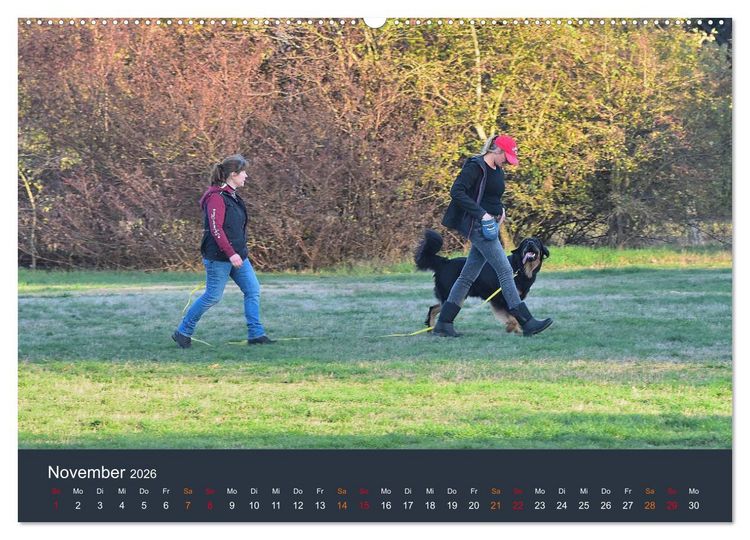 Produktbild: Ein Hovawart, ein Wachhund (hochwertiger Premium Wandkalender 2026 DIN A2 quer), Kunstdruck in Hochglanz