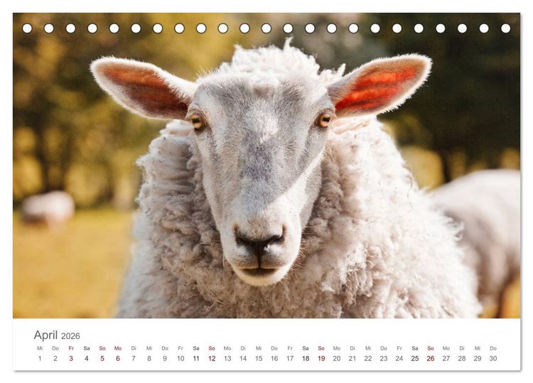 Produktbild: Schafe - Weich und wollig (Tischkalender 2026 DIN A5 quer), CALVENDO Monatskalender