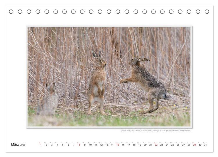 Produktbild: Neusiedler See / CH-Version (Tischkalender 2026 DIN A5 quer), CALVENDO Monatskalender