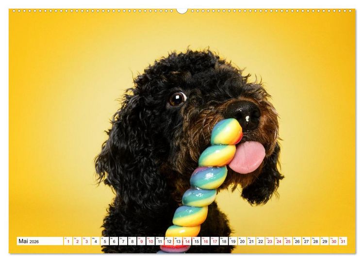 Produktbild: Hunde im Naschparadies (hochwertiger Premium Wandkalender 2026 DIN A2 quer), Kunstdruck in Hochglanz