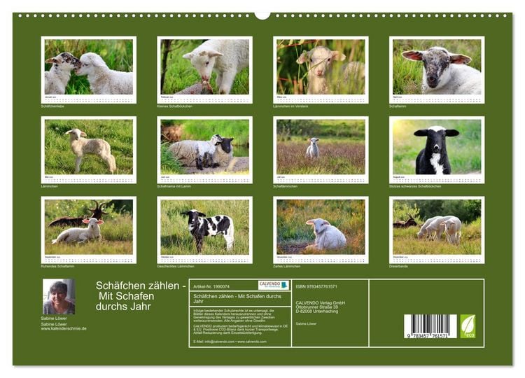 Produktbild: Sch&auml;fchen z&auml;hlen - Mit Schafen durchs Jahr (hochwertiger Premium Wandkalender 2026 DIN A2 quer), Kunstdruck in Hochglanz