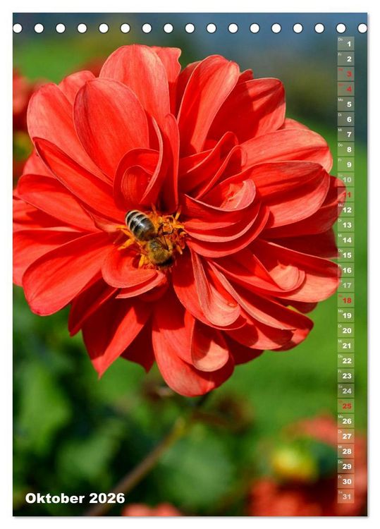 Produktbild: Dahlien - Bl&uuml;tentr&auml;ume (Tischkalender 2026 DIN A5 hoch), CALVENDO Monatskalender