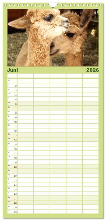 Produktbild: Familienplaner 2026 - Alpakas zum Verlieben mit 5 Spalten (Wandkalender, 21 x 45 cm) CALVENDO