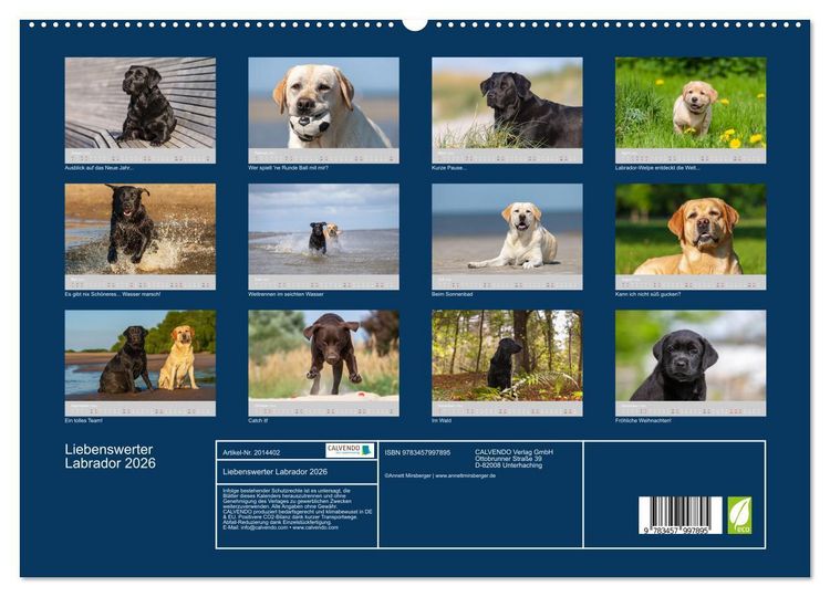 Produktbild: Liebenswerter Labrador 2026 (Wandkalender 2026 DIN A2 quer), CALVENDO Monatskalender