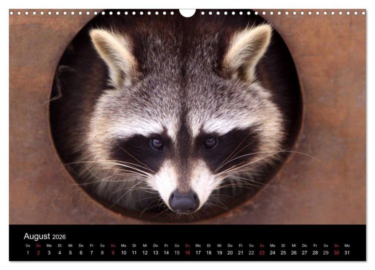 Produktbild: Waschb&auml;ren (Wandkalender 2026 DIN A3 quer), CALVENDO Monatskalender