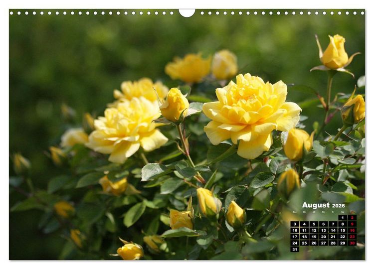 Produktbild: Magie der Rosen (Wandkalender 2026 DIN A3 quer), CALVENDO Monatskalender