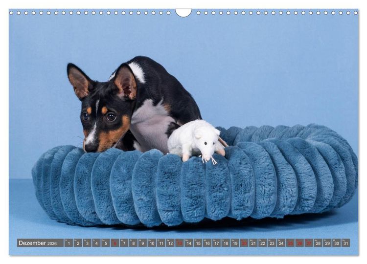 Produktbild: Eine Reise in die Welt der Basenjis (Wandkalender 2026 DIN A3 quer), CALVENDO Monatskalender