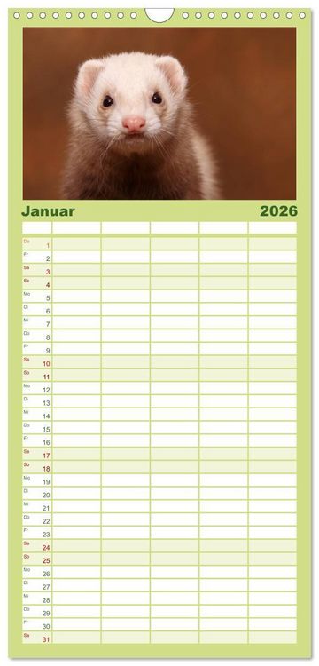 Produktbild: Familienplaner 2026 - Frettchen - Ferrets mit 5 Spalten (Wandkalender, 21 x 45 cm) CALVENDO