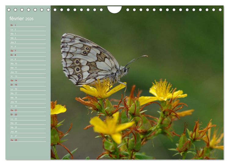 Produktbild: Merveilleux papillons (Calendrier mural 2026 DIN A4 vertical), CALVENDO calendrier mensuel