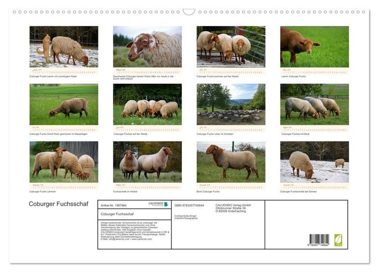 Produktbild: Coburger Fuchsschaf (Wandkalender 2026 DIN A2 quer), CALVENDO Monatskalender