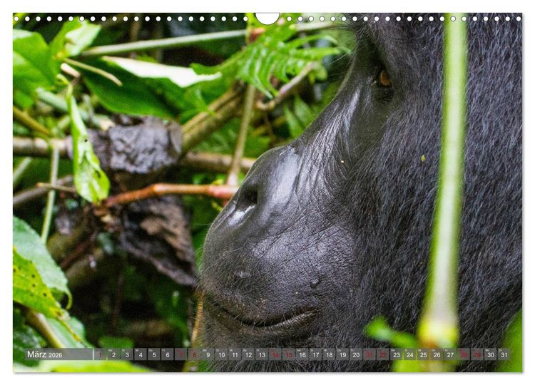 Produktbild: Gorillas ohne Nebel (Wandkalender 2026 DIN A3 quer), CALVENDO Monatskalender