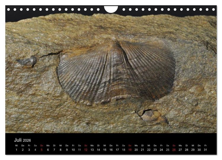 Produktbild: Fossilien - Zeugen der Urzeit (Wandkalender 2026 DIN A4 quer), CALVENDO Monatskalender