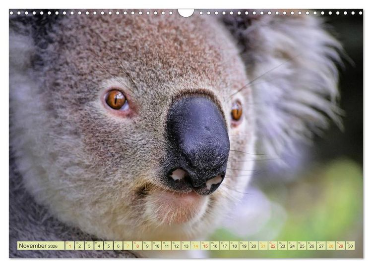Produktbild: Koala - kleiner Teddy (Wandkalender 2026 DIN A3 quer), CALVENDO Monatskalender