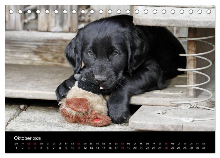 Produktbild: Flatcoated Retriever (Tischkalender 2026 DIN A5 quer), CALVENDO Monatskalender
