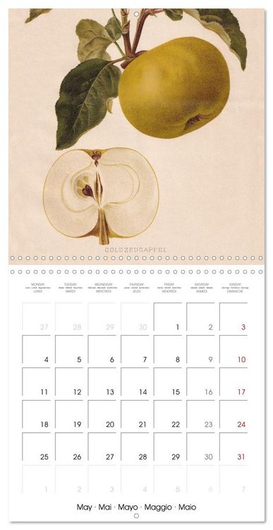 Produktbild: Art & Pomology - Apples 2026 (Wall Calendar 2026 12 &times; 12 Inch) CALVENDO 12 Month Wall Calendar
