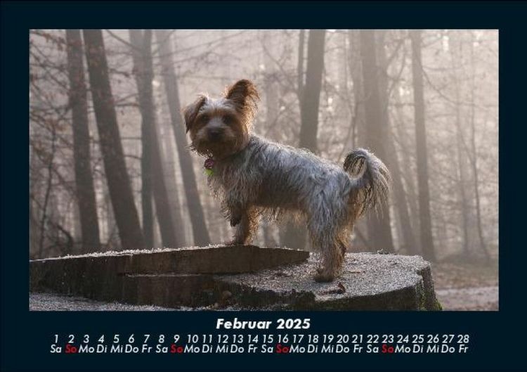 Produktbild: Der Hundekalender 2025 Fotokalender DIN A5