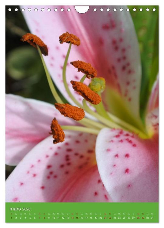 Produktbild: Senteurs florales (Calendrier mural 2026 DIN A4 horizontal), CALVENDO calendrier mensuel