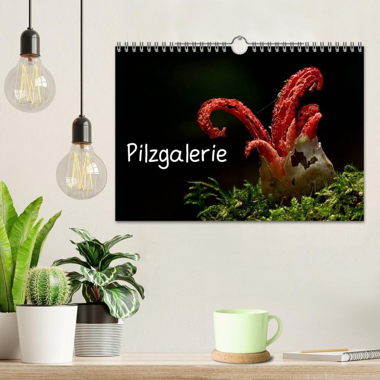 Produktbild: Pilzgalerie (Wandkalender 2026 DIN A4 quer), CALVENDO Monatskalender