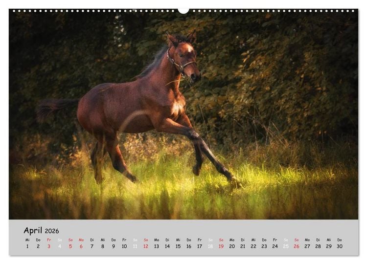 Produktbild: Pferde - Anmut und St&auml;rke gepaart mit Magie (Wandkalender 2026 DIN A2 quer), CALVENDO Monatskalender