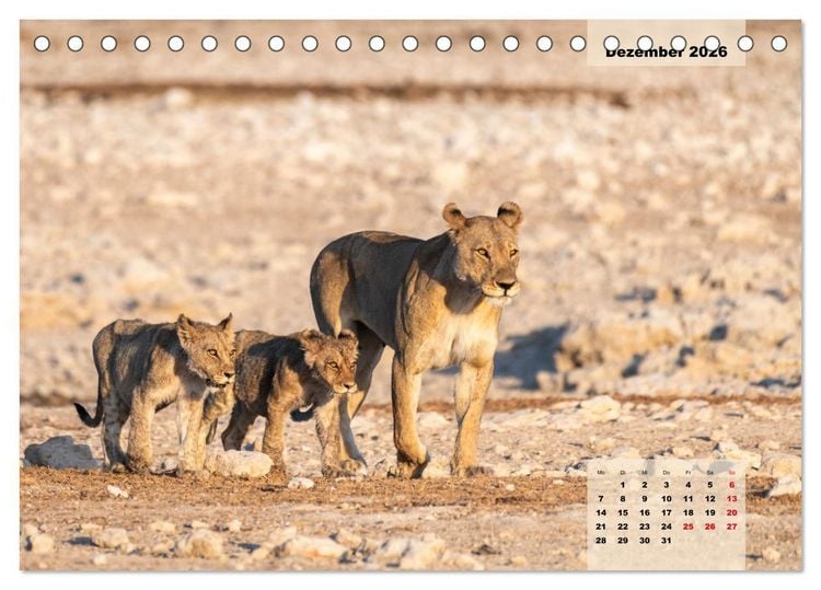 Produktbild: Raubkatzen - L&ouml;we, Gepard, Leopard (Tischkalender 2026 DIN A5 quer), CALVENDO Monatskalender