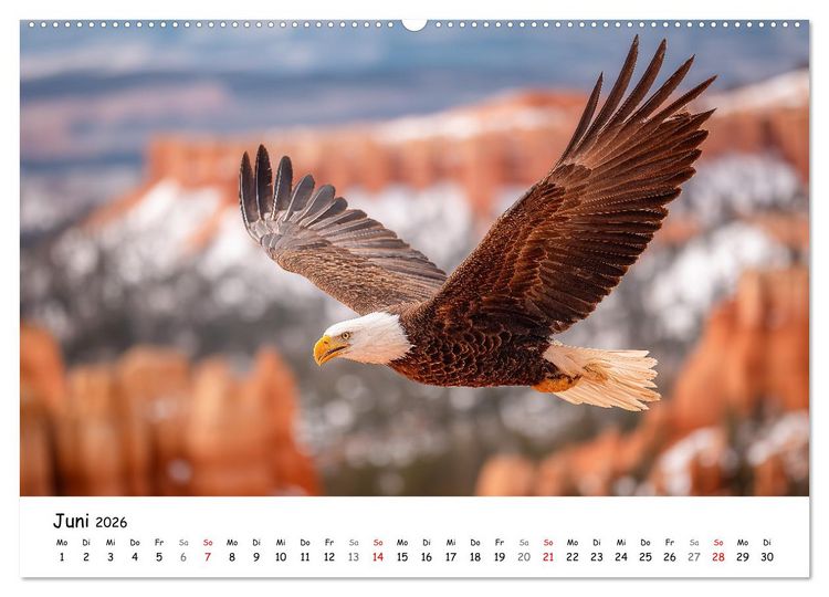 Produktbild: Majest&auml;tische Wei&szlig;kopfseeadler - Der K&ouml;nig der L&uuml;fte (Wandkalender 2026 DIN A2 quer), CALVENDO Monatskalender