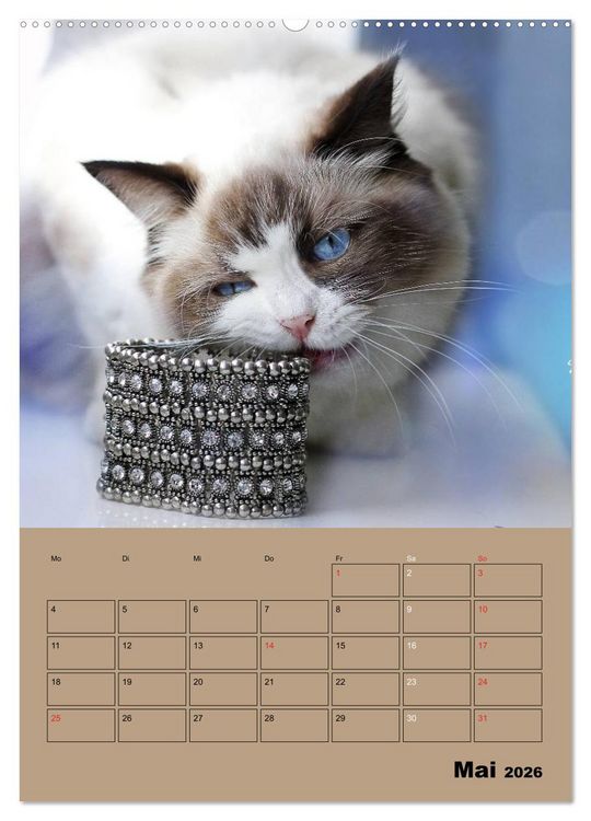 Produktbild: Ragdolls zum Verlieben (Wandkalender 2026 DIN A2 hoch), CALVENDO Monatskalender