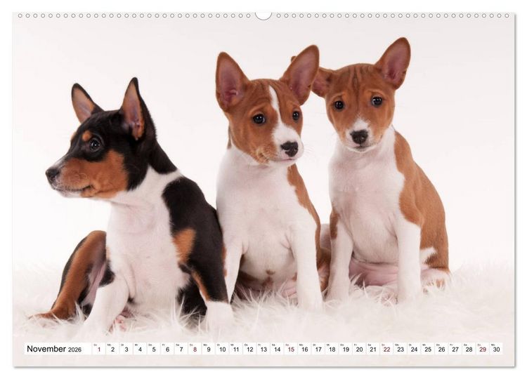 Produktbild: Wunderbare Basenji Welpenzeit (hochwertiger Premium Wandkalender 2026 DIN A2 quer), Kunstdruck in Hochglanz