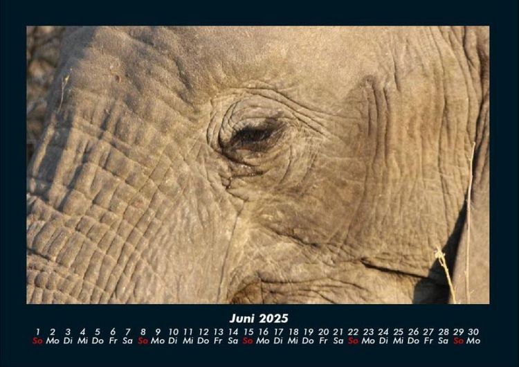 Produktbild: Der Elefantenkalender 2025 Fotokalender DIN A4