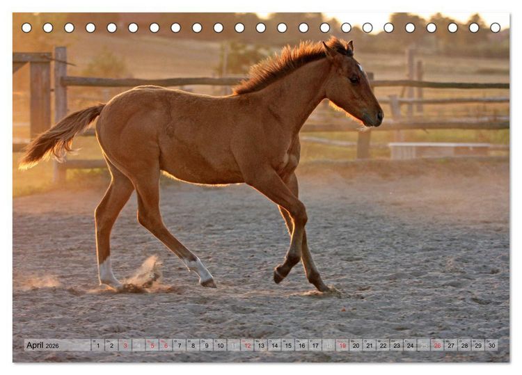 Produktbild: Pferdekinder - Fohlen haben ihren ganz eigenen Charme (Tischkalender 2026 DIN A5 quer), CALVENDO Monatskalender