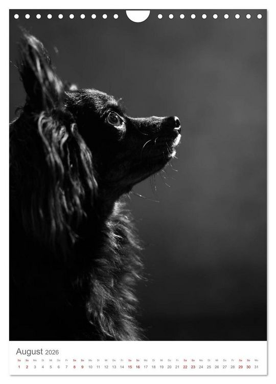 Produktbild: Fine Art Hundeportraits (Wandkalender 2026 DIN A4 hoch), CALVENDO Monatskalender