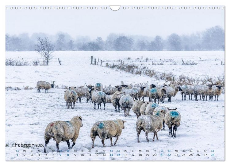 Produktbild: Westk&uuml;ste - Zwischen St. Peter Ording, B&uuml;sum und Elbe (Wandkalender 2026 DIN A3 quer), CALVENDO Monatskalender