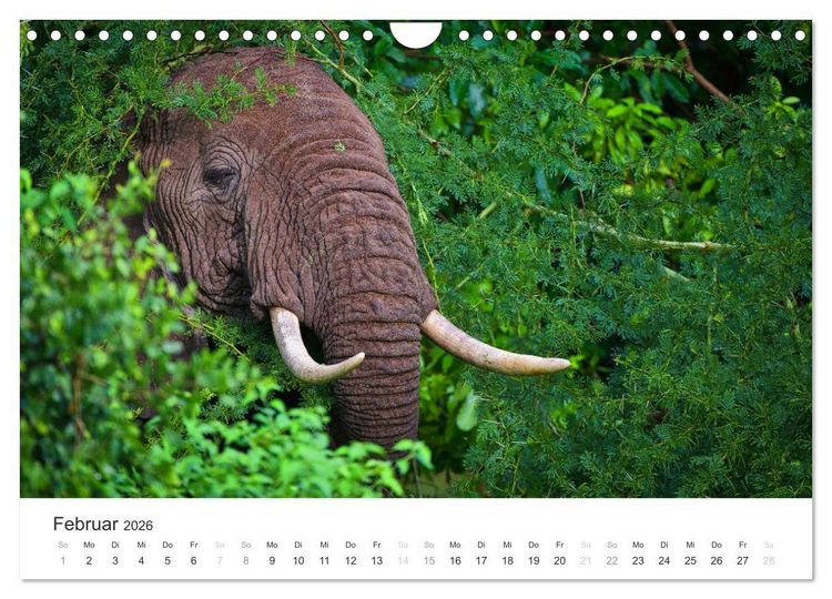 Produktbild: Elefanten - Sanfte Riesen in Afrika (Wandkalender 2026 DIN A4 quer), CALVENDO Monatskalender