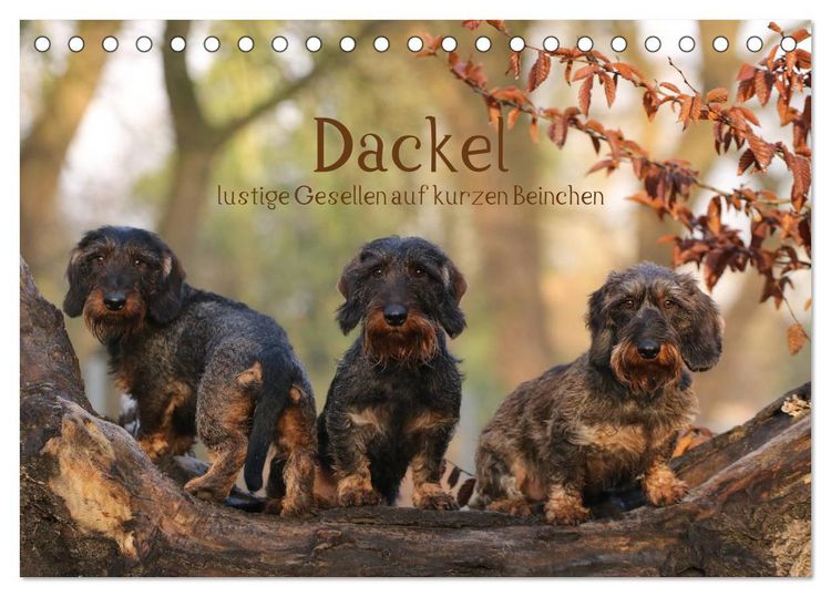 Produktbild: Dackel - lustige Gesellen auf kurzen Beinchen (Tischkalender 2026 DIN A5 quer), CALVENDO Monatskalender