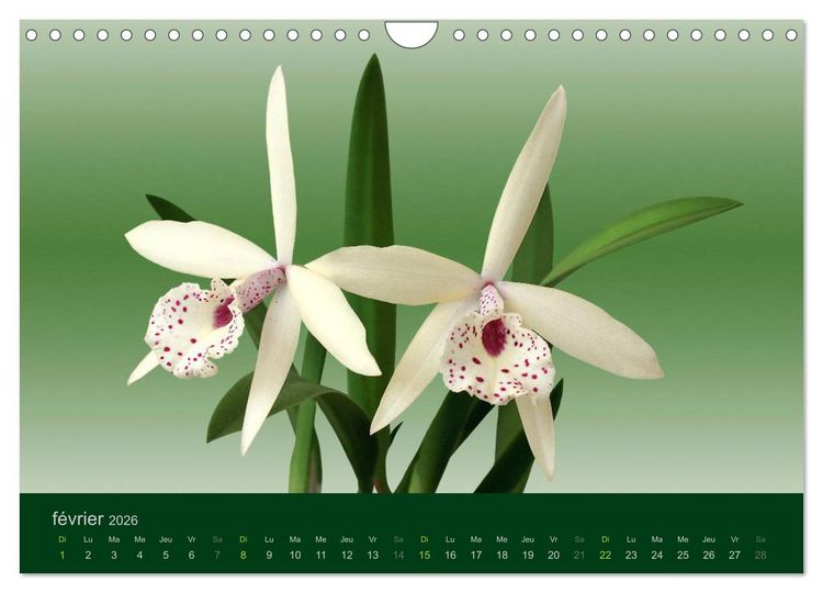 Produktbild: Les Orchid&eacute;es (Calendrier mural 2026 DIN A4 vertical), CALVENDO calendrier mensuel