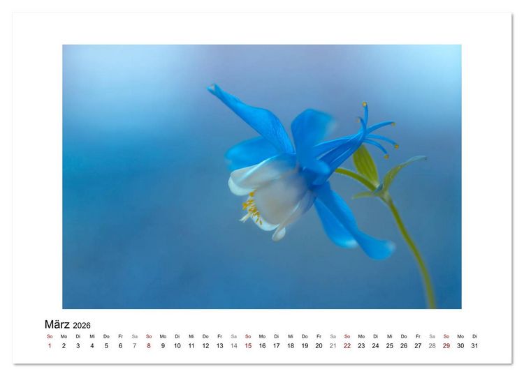 Produktbild: Blauer Bl&uuml;tentraum (Tischkalender 2026 DIN A5 quer), CALVENDO Monatskalender