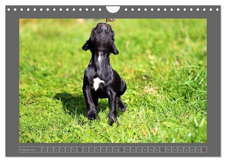 Produktbild: Franz&ouml;sische Bulldoggen (Wandkalender 2027 DIN A4 quer), CALVENDO Monatskalender
