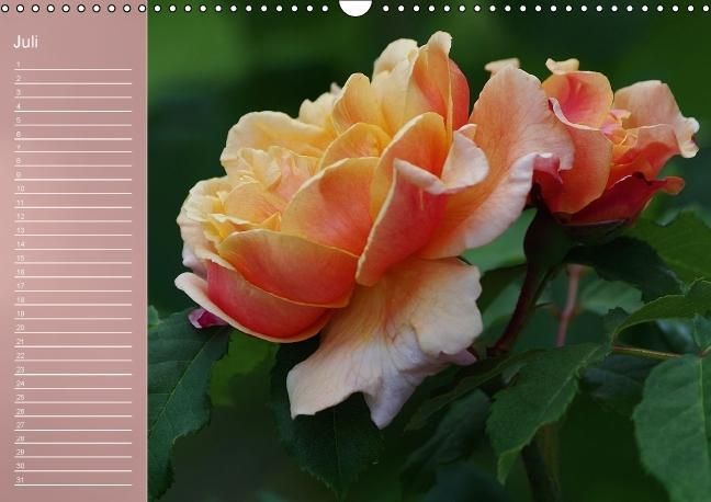 Produktbild: Zarte Sch&ouml;nheiten - Rosen (Wandkalender immerw&auml;hrend DIN A3 quer)