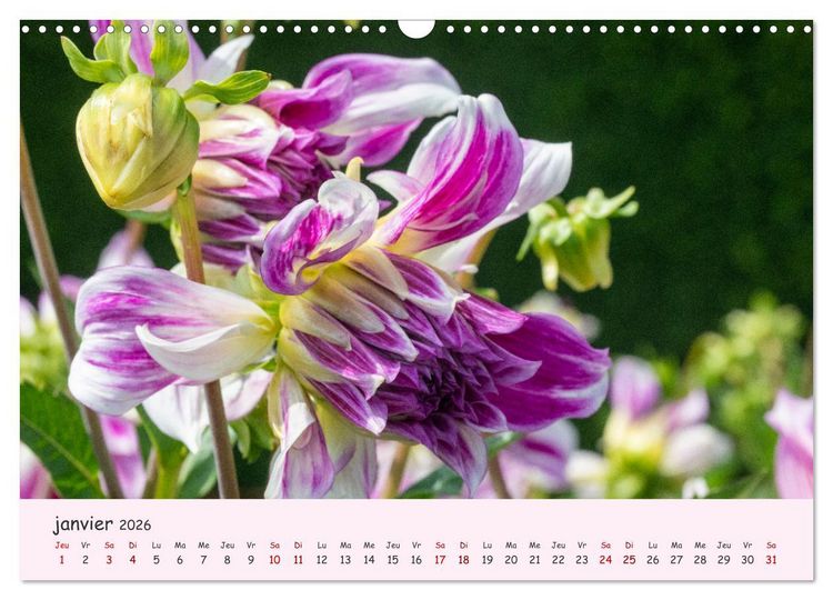 Produktbild: Les Dahlias en pleine floraison (Calendrier mural 2026 DIN A3 vertical), CALVENDO calendrier mensuel
