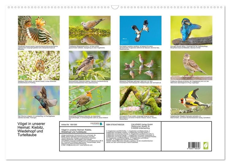 Produktbild: V&ouml;gel in unserer Heimat: Kiebitz, Wiedehopf und Turteltaube (Wandkalender 2026 DIN A2 quer), CALVENDO Monatskalender
