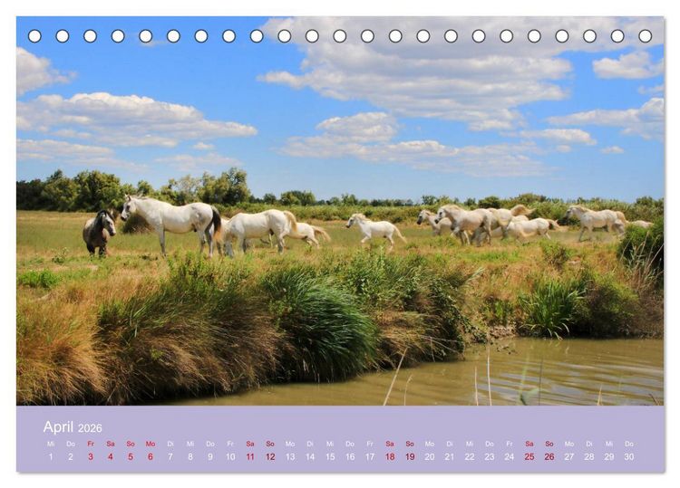Produktbild: Die Farben der Provence... und der Duft des Lavendels... (Tischkalender 2026 DIN A5 quer), CALVENDO Monatskalender