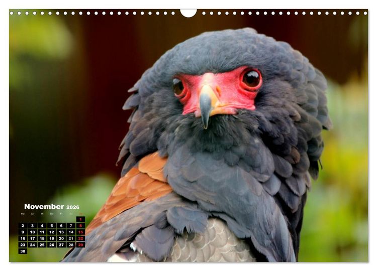 Produktbild: Greifv&ouml;gel, Eulen und K&auml;uze (Wandkalender 2026 DIN A3 quer), CALVENDO Monatskalender