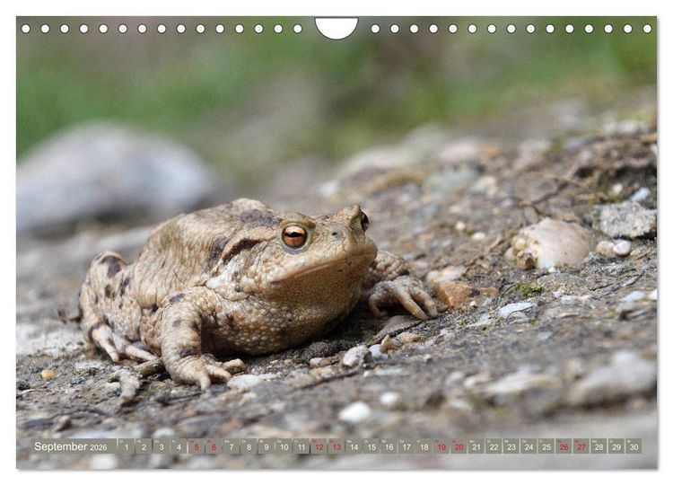 Produktbild: Kr&ouml;ten auf Wanderschaft (Wandkalender 2026 DIN A4 quer), CALVENDO Monatskalender
